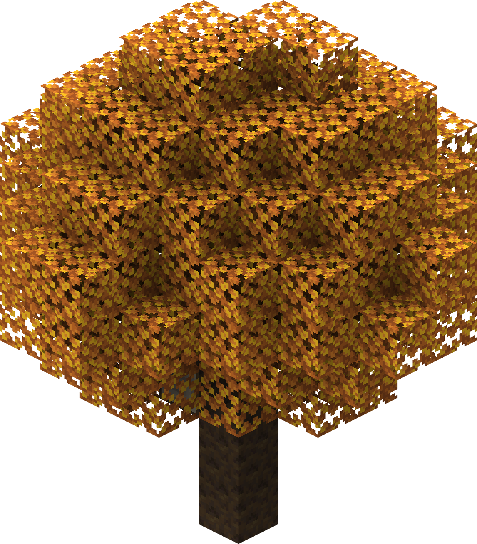 Yellow Poplar Tree