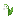 Lily of the Valley