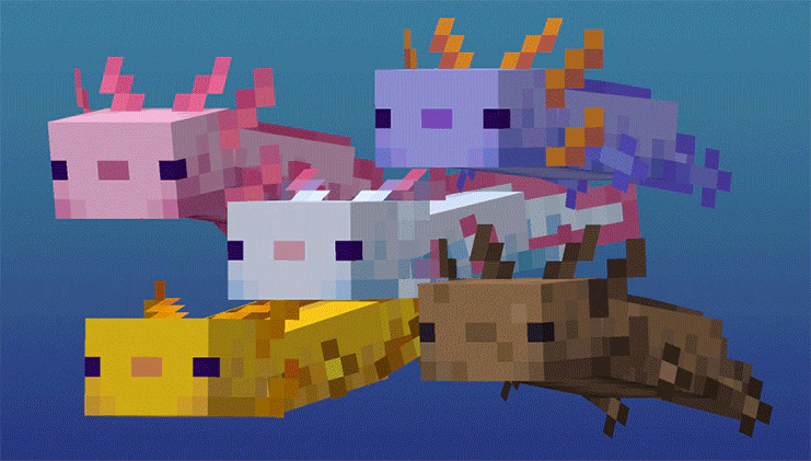 A flock of Minecraft axolotls swimming through the water.