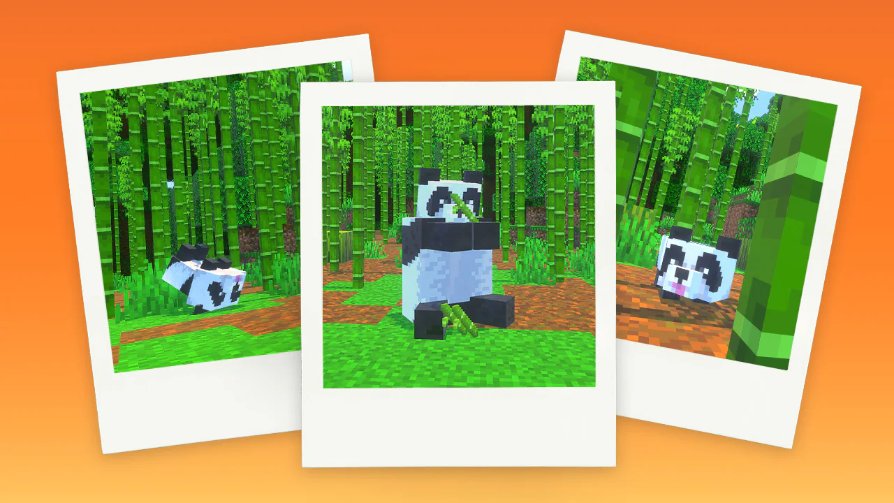 Three polaroid pictures on an orange background showing a panda eating bamboo, lying on their back, and sticking its tongue out