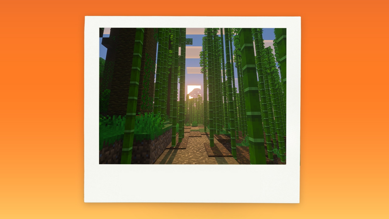 A large polaroid on an orange background showing the sun setting over a bamboo forest