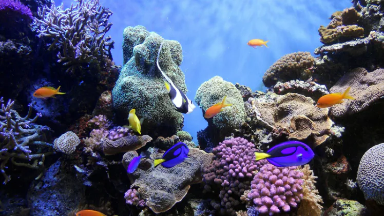 A photo of small fishes in a coral reef environment