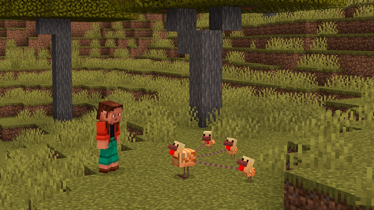 How many chickens leashed together is TOO many chickens? Our answer? Limitless!